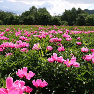 野外露營體驗感不錯的省錢又好玩_黑龍江九峰山養(yǎng)心谷游覽景區(qū)管理